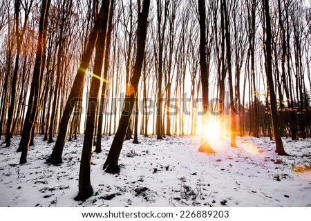 Snowy forest at dawn. Sunrise in the forest, beautiful road. nature