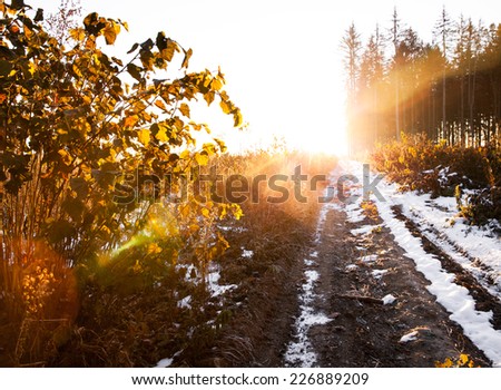 Snowy forest at dawn. Sunrise in the  forest, beautiful road. nature