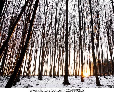 Snowy forest at dawn. Sunrise in the  forest, beautiful road. nature