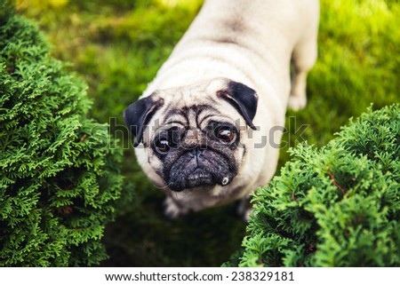 Cute pug curious. Animal on a beautiful green lawn