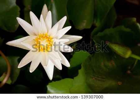 white water lily blooming