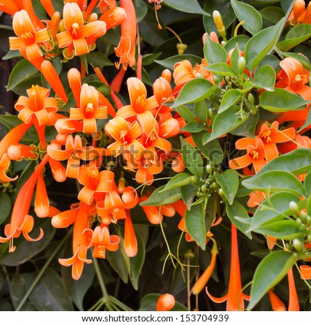 Close up Orange trumpet, Flame flower, Fire-cracker vine on the wall