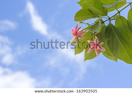 Quisqualis indica also known as the Chinese honeysuckle, Rangoon Creeper, and Combretum indicum with blue sky and cloud