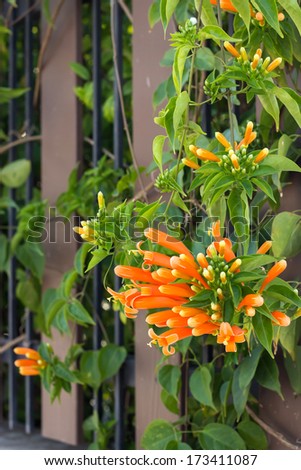 Close up Orange trumpet, Flame flower, Fire-cracker vine on the fence