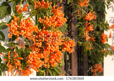 Orange trumpet, Flame flower, Fire-cracker vine on the wall