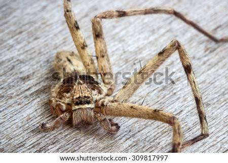brown spider (Huntsman spiders),It left 4 legs