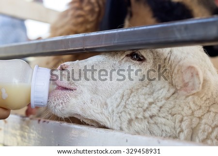 Lambs fed from drinking bottle by child.