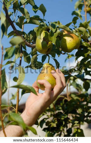 Hand picking a ripe pear from tree in a garden