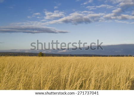 ears of rye on the field and storm clouds in the sky, landscape