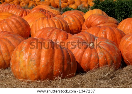 Giant Pumpkins (Atlantic Giant) ready for sale.