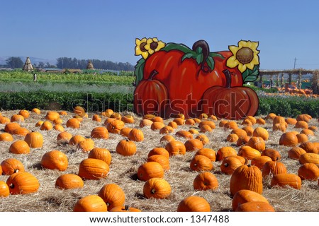 Pumpkins and backdrop at a pumpkin patch.