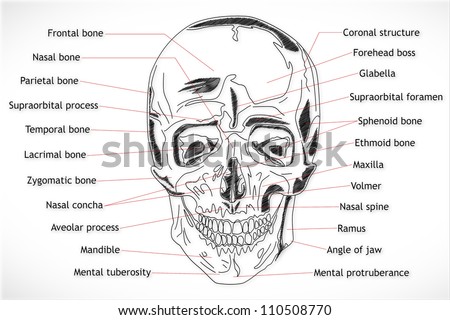 Human Skull Structure