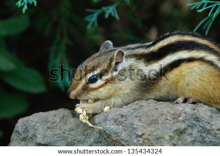 chipmunk or striped squirrel eating rice