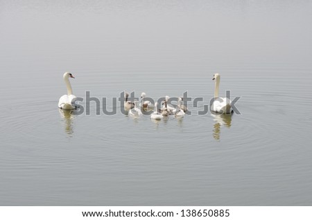 swan family floating on the water ( parents guarding their children )