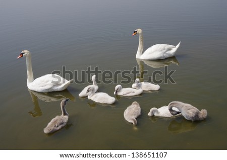 swan family floating on the water ( parents guarding their children)