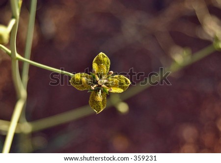 Blossom of The Desert Flower - Utah Swertia