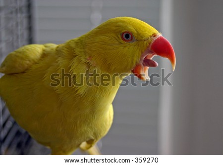 stock photo : Angry Wet Indian Ringneck Parakeet