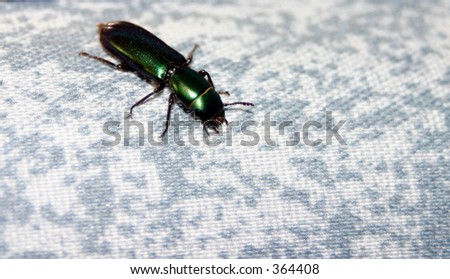 Shiny Green Beetle on Fabric