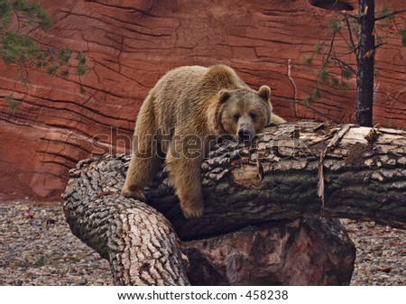 Grizzly Bear resting on tree stump