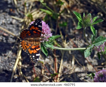 American Painted Lady on clover blossom in Black Hills, South Dakota