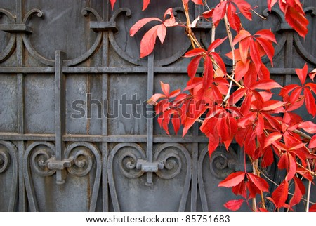 Red wild grapes leaves on a background of cast iron gates.