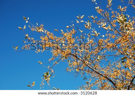 A tree branch with yellow leaves and berries on a clear blue autumn sky.