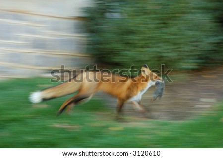stock photo A running fox carrying its prey Panning shot with motion blur 