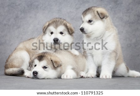 One month old alaskan malamute puppies against grey background