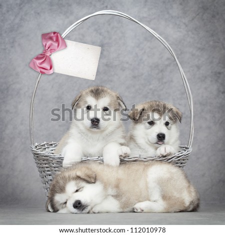 Malamute puppies  in a basket with blank card for your text