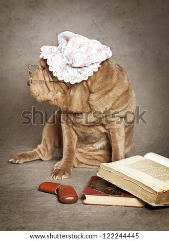 Chinese sharpei grandma dog reads the book against grey background