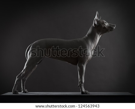 Mexican xoloitzcuintle dog standing against black background. Low key