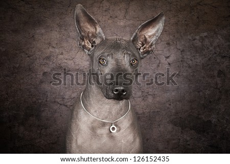 Portrait of Mexican xoloitzcuintle dog against grunge background