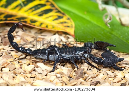 Black Emperor Scorpions (Pandinus imperator) in wildlife closeup