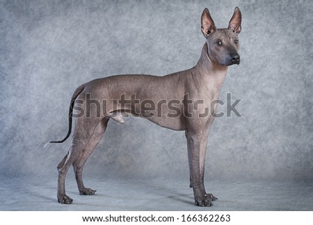 Mexican xoloitzcuintle male dog against grey background. Eighteen months old
