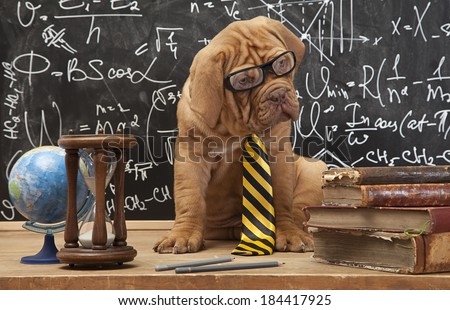 Cute puppy of French Mastiff breed with yellow necktie sitting in front of blackboard