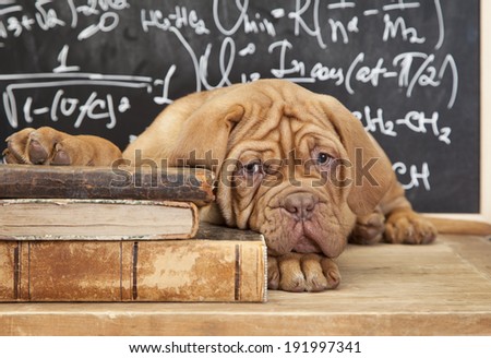 French Mastiff Puppy lying on Pile of Books