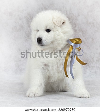 Studio shot of a beautiful Samoyed puppy dog with color ribbon