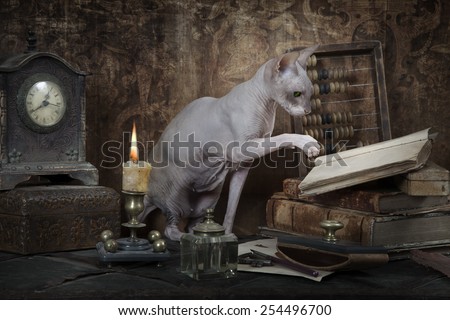 Vintage styled photo of Don Sphinx cat reading the book