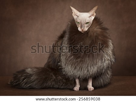 Don Sphinx cat dressed with coat backed with fur