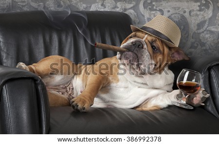 Humorous photograph of English Bulldog resting in a black leather chair with a cigar and glass of cognac
