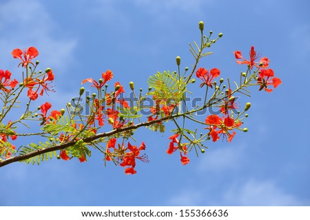 In many tropical parts of the world it is grown as an ornamental tree. It is also one of several trees known as Flame tree.