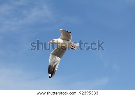 Seagull flying and look for food on blue sky over the coast of bangpoo thailand