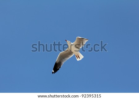 Seagull flying and look for food on blue sky over the coast of bangpoo thailand