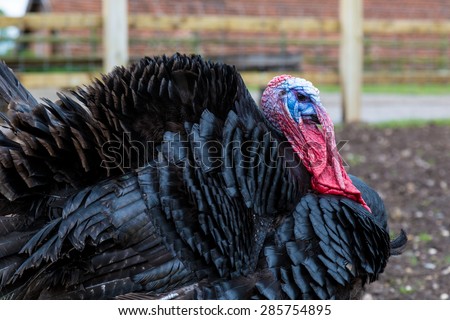 Turkey in the farm yard, black feathers head shot.