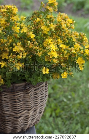 The herb St. John\'s wort in a basket on a wooden bench.