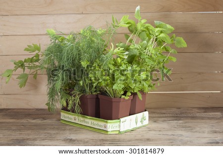 Spicy potted plants grown at home. Dill, parsley, cilantro, lemon balm.