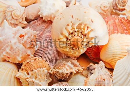Shells on the sea bed