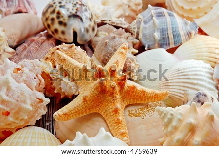 Various sea shells