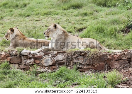 Lion female lying on grass