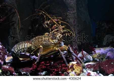 Pictures Of Ocean Floor. Lobster on ocean floor